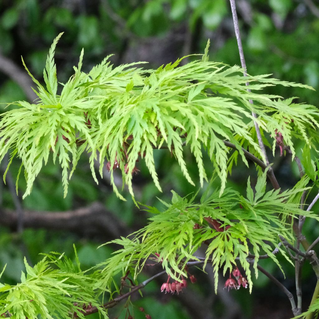 Arce japonés Dissectum Viridis  - Acer palmatum