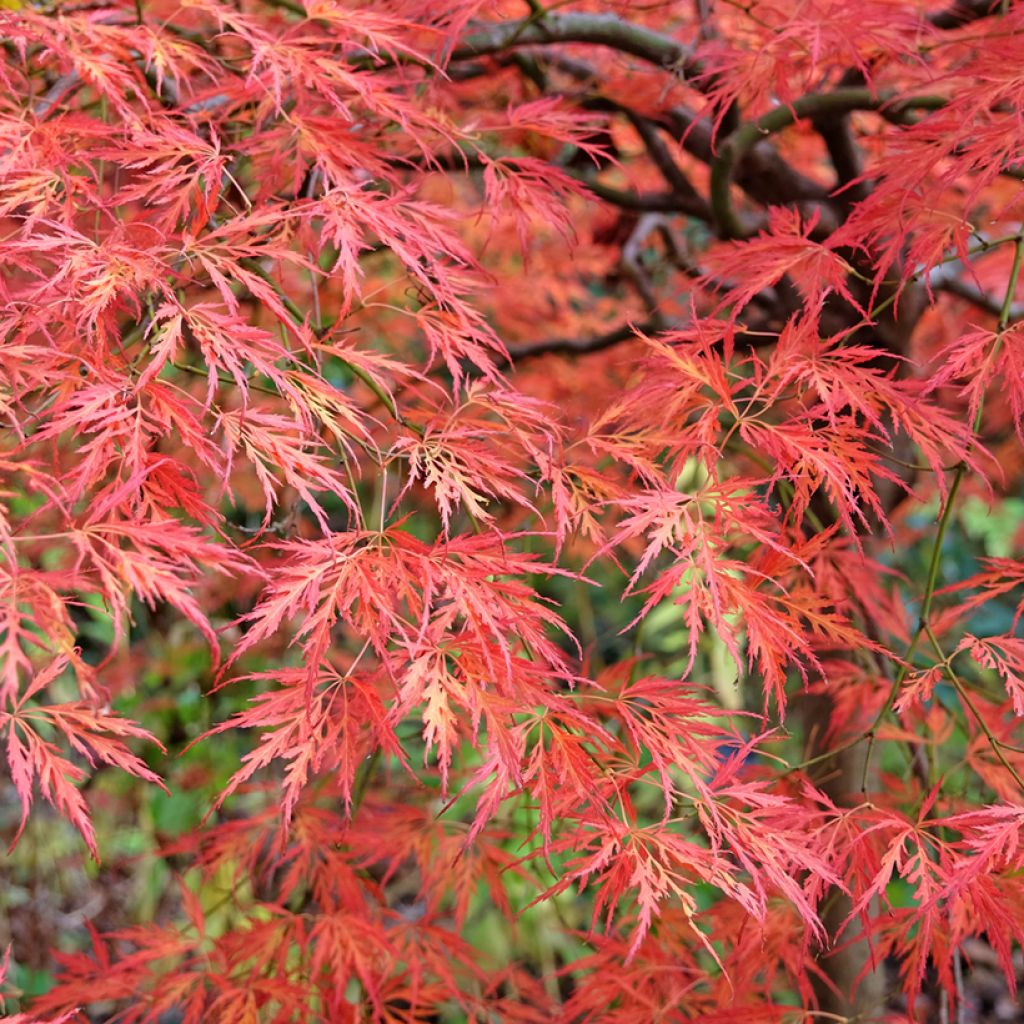 Arce japonés Dissectum Viridis  - Acer palmatum