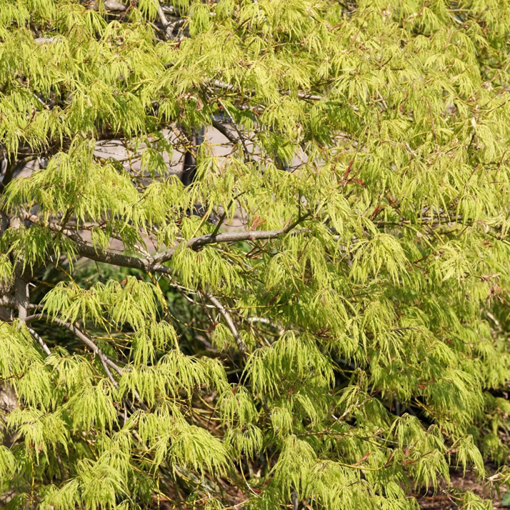 Arce japonés Dissectum Viridis  - Acer palmatum