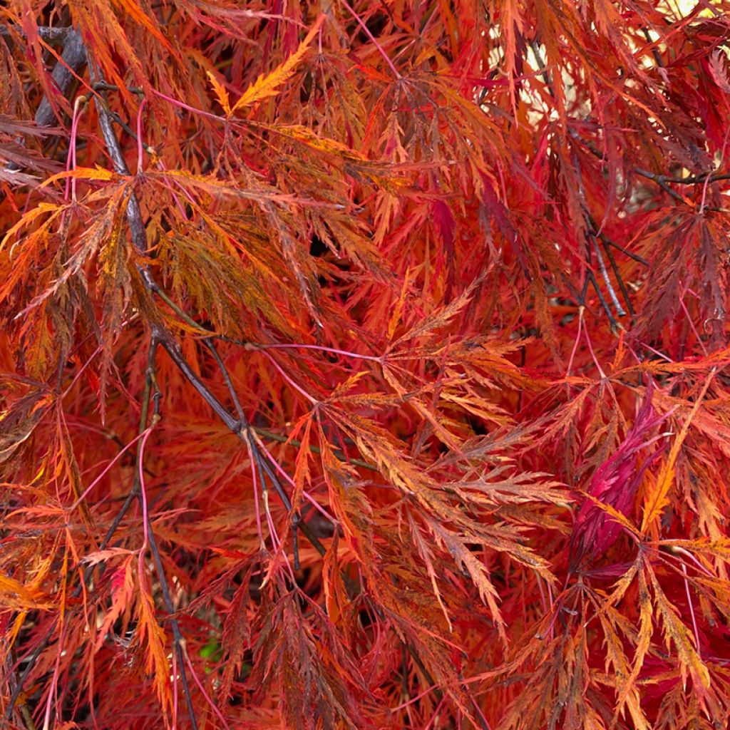 Arce japonés Dissectum Viridis  - Acer palmatum
