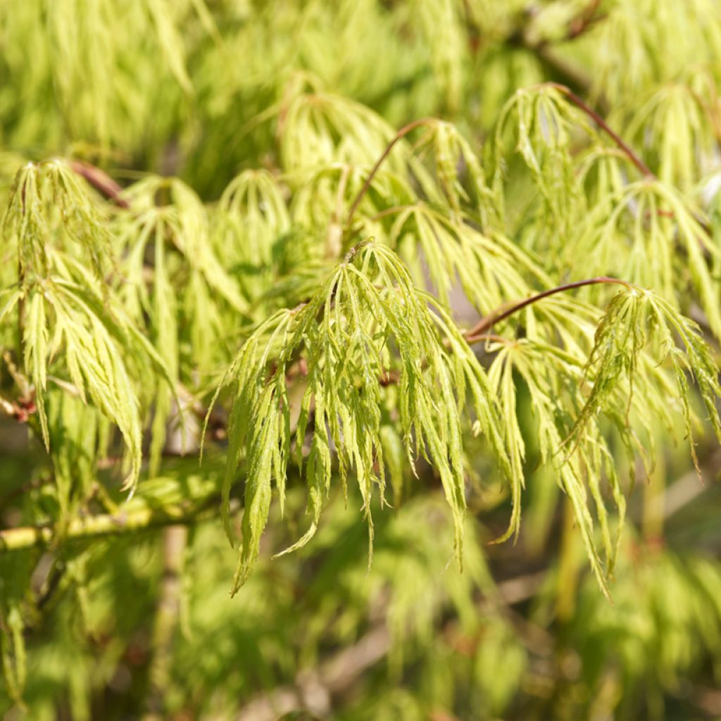 Arce japonés Dissectum Viridis  - Acer palmatum