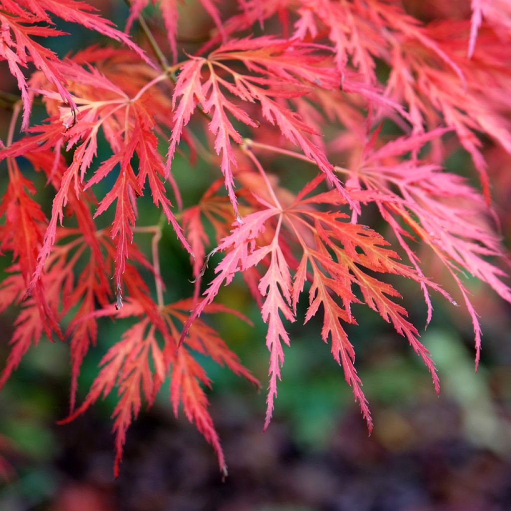 Arce japonés Dissectum Viridis  - Acer palmatum