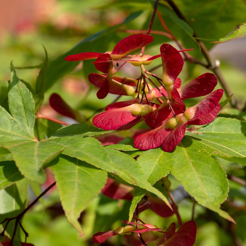 Arce japonés Osakazuki - Acer palmatum