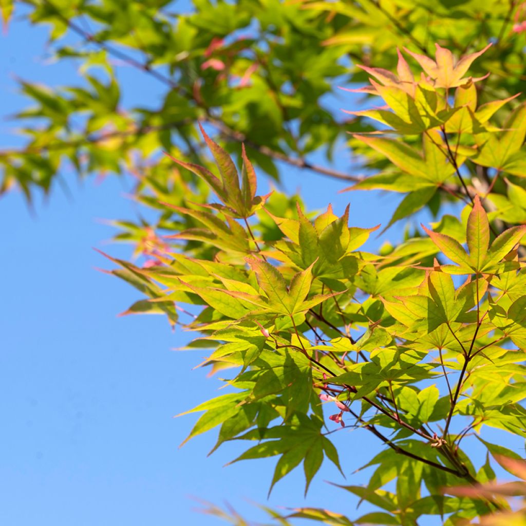 Arce japonés Osakazuki - Acer palmatum
