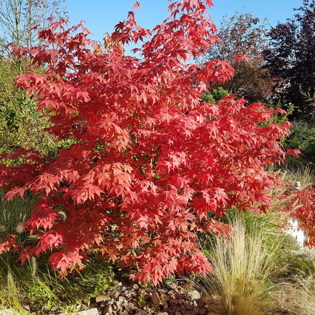 Arce japonés Osakazuki - Acer palmatum