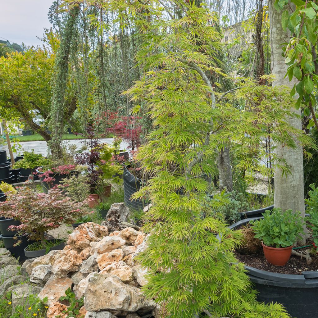 Arce japonés palmeado Seiryu - Acer palmatum