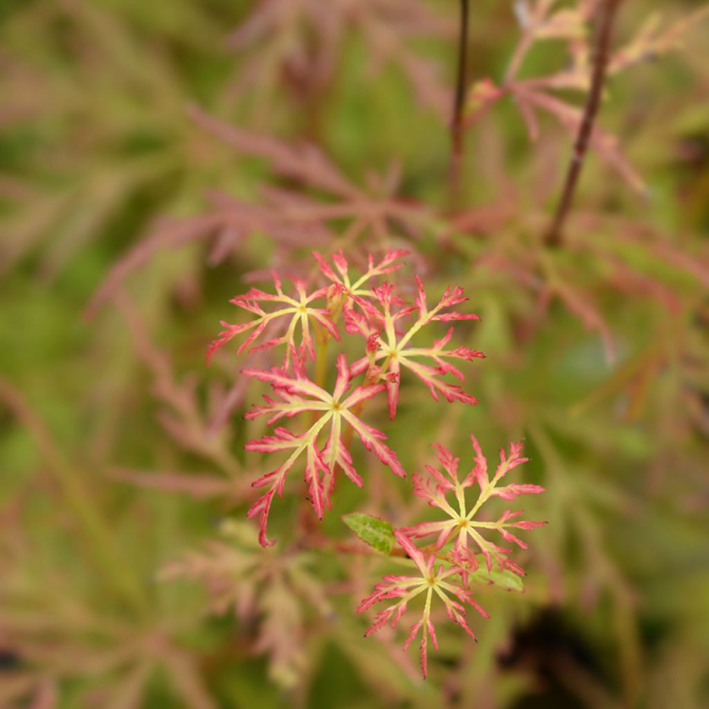Arce japonés palmeado Seiryu - Acer palmatum