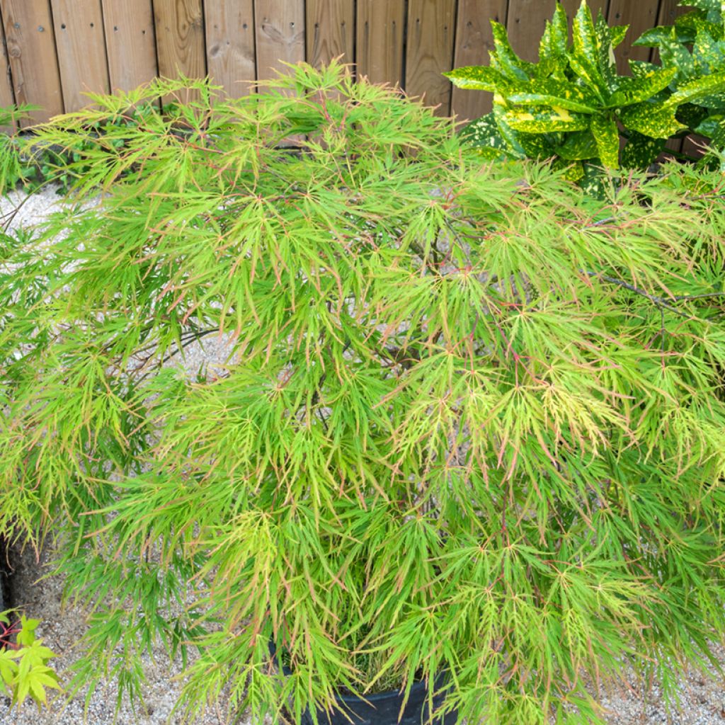 Arce japonés palmeado Seiryu - Acer palmatum