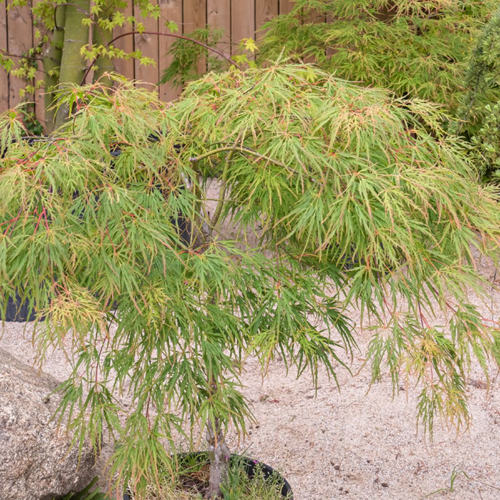 Arce japonés palmeado Seiryu - Acer palmatum