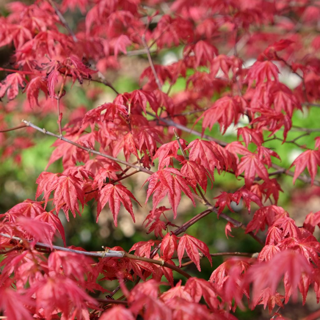 Arce japonés Shindeshojo - Acer palmatum