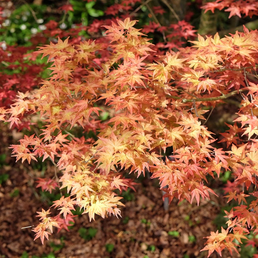 Arce japonés Shindeshojo - Acer palmatum