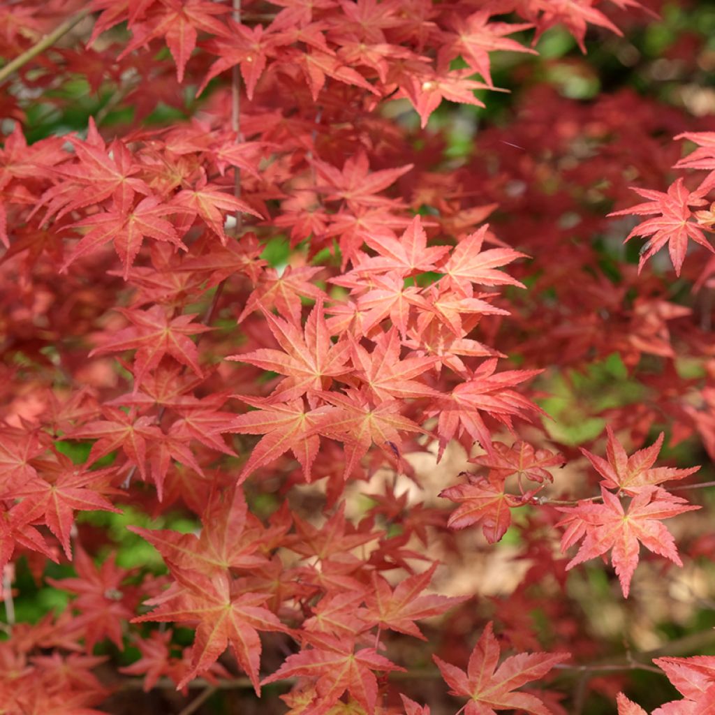 Arce japonés Shindeshojo - Acer palmatum