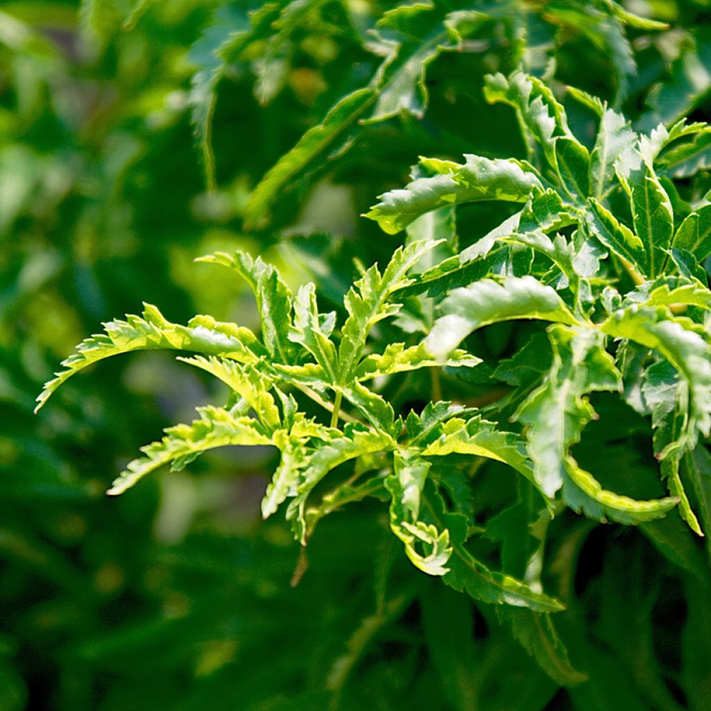 Acer palmatum Shishigashira - Arce japonés