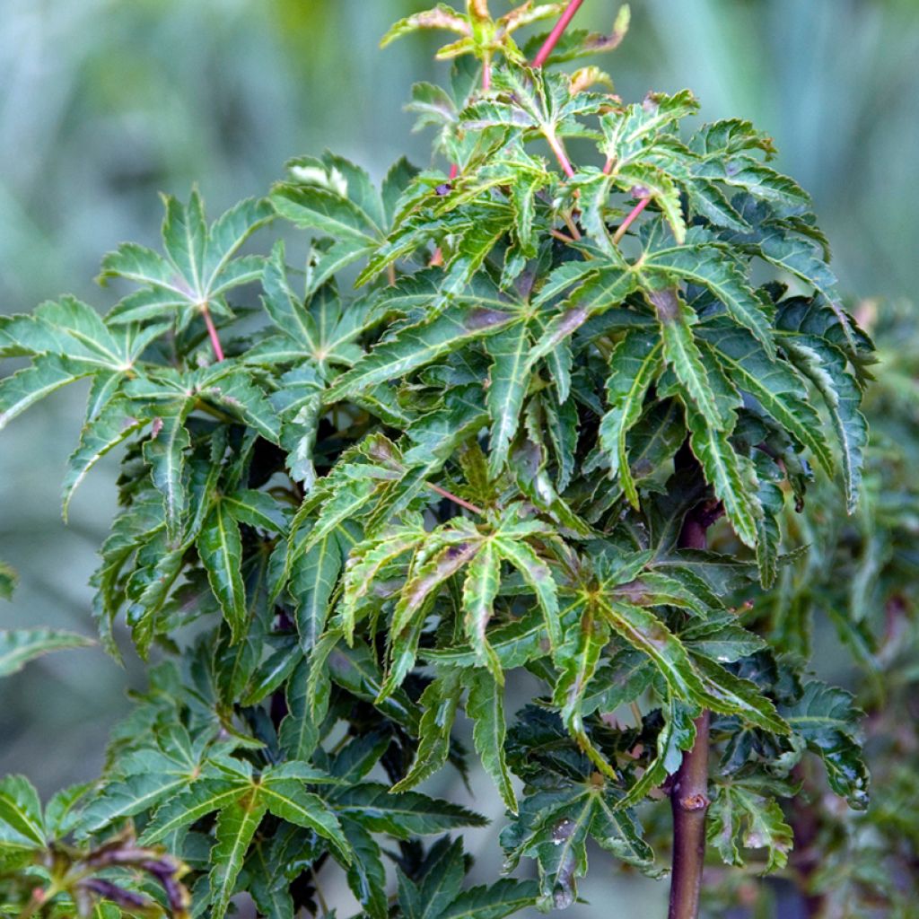 Acer palmatum Shishigashira - Arce japonés