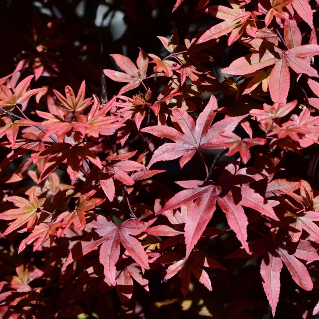 Arce japonés Twomblys Red Sentinel