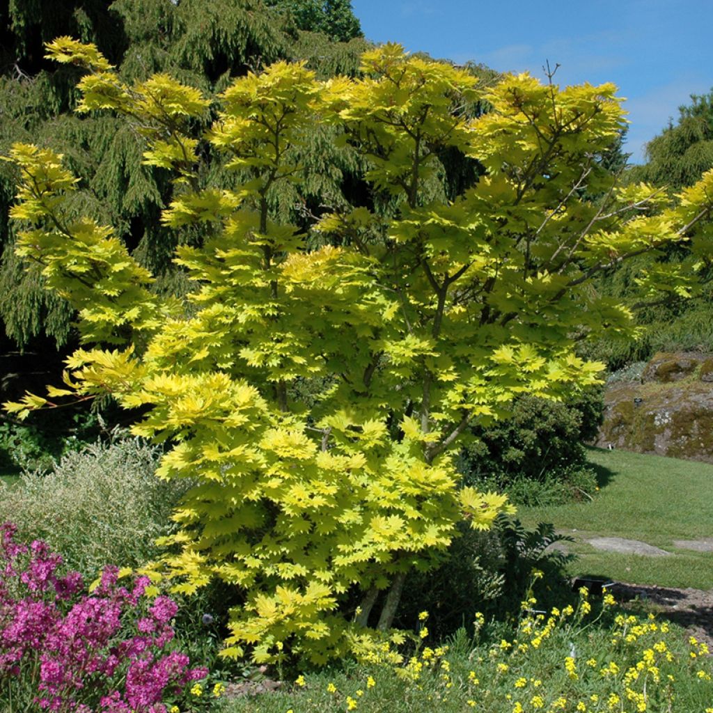 Arce de Shirasawa Aureum - Acer shirasawanum