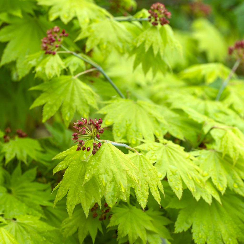 Arce de Shirasawa Aureum - Acer shirasawanum