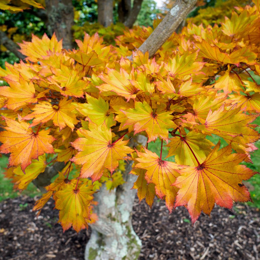 Arce de Shirasawa Aureum - Acer shirasawanum
