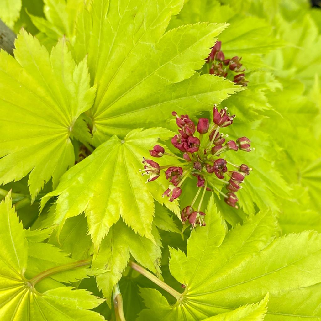 Arce de Shirasawa Aureum - Acer shirasawanum