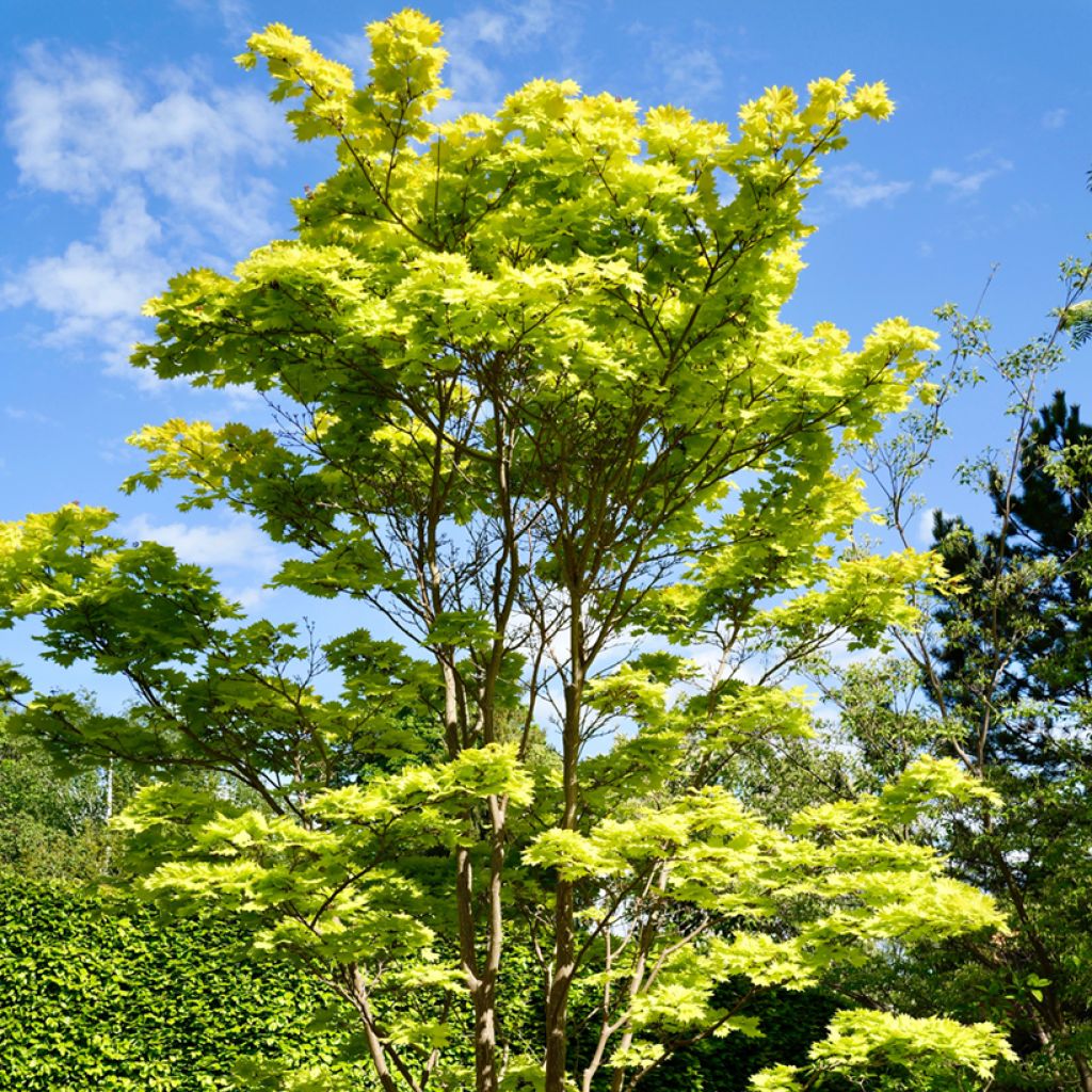 Arce de Shirasawa Aureum - Acer shirasawanum
