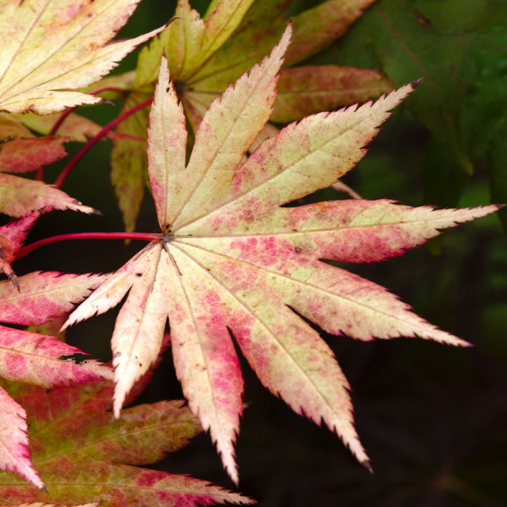 Arce de Shirasawa Autumn Moon - Acer shirasawanum
