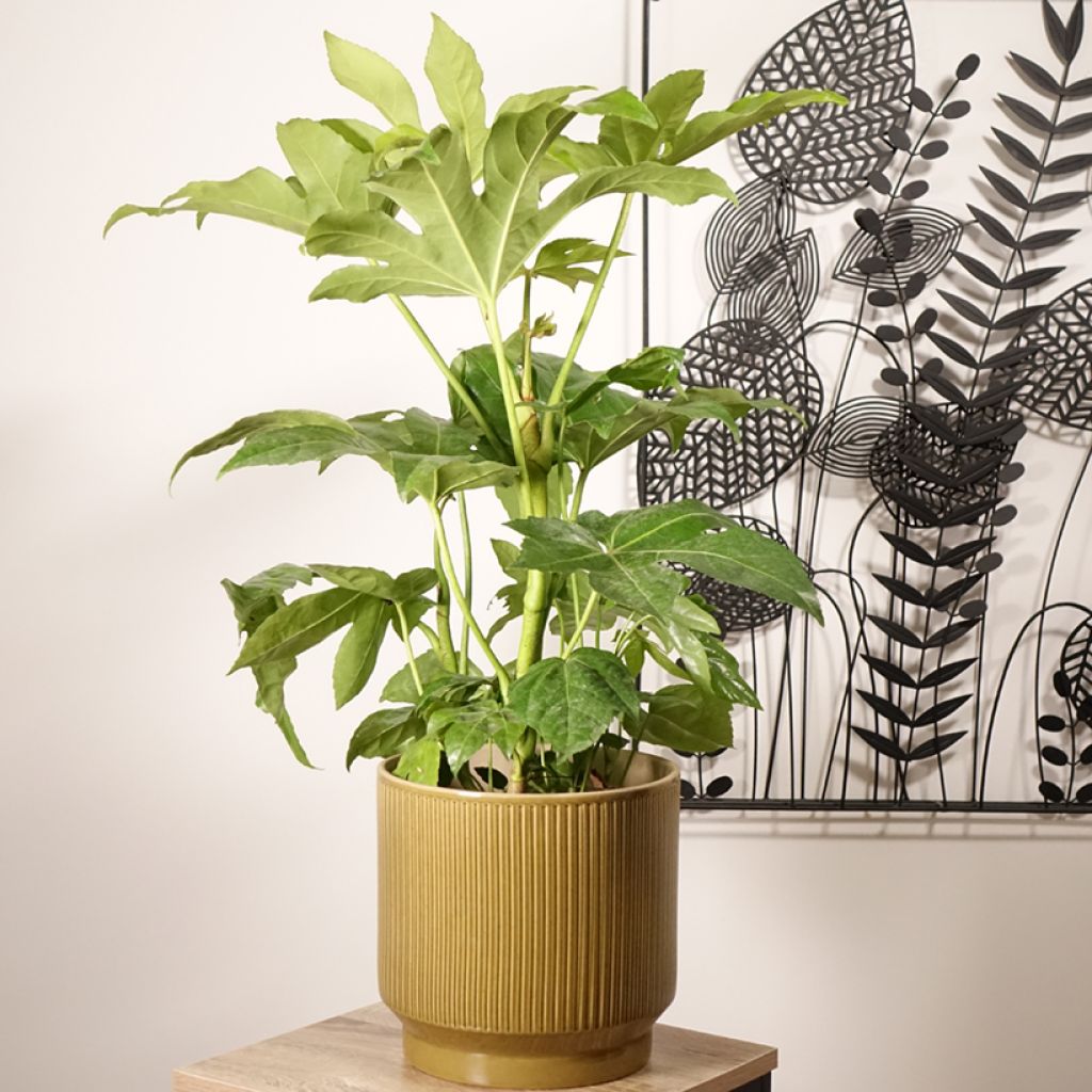 Fatsia japonica