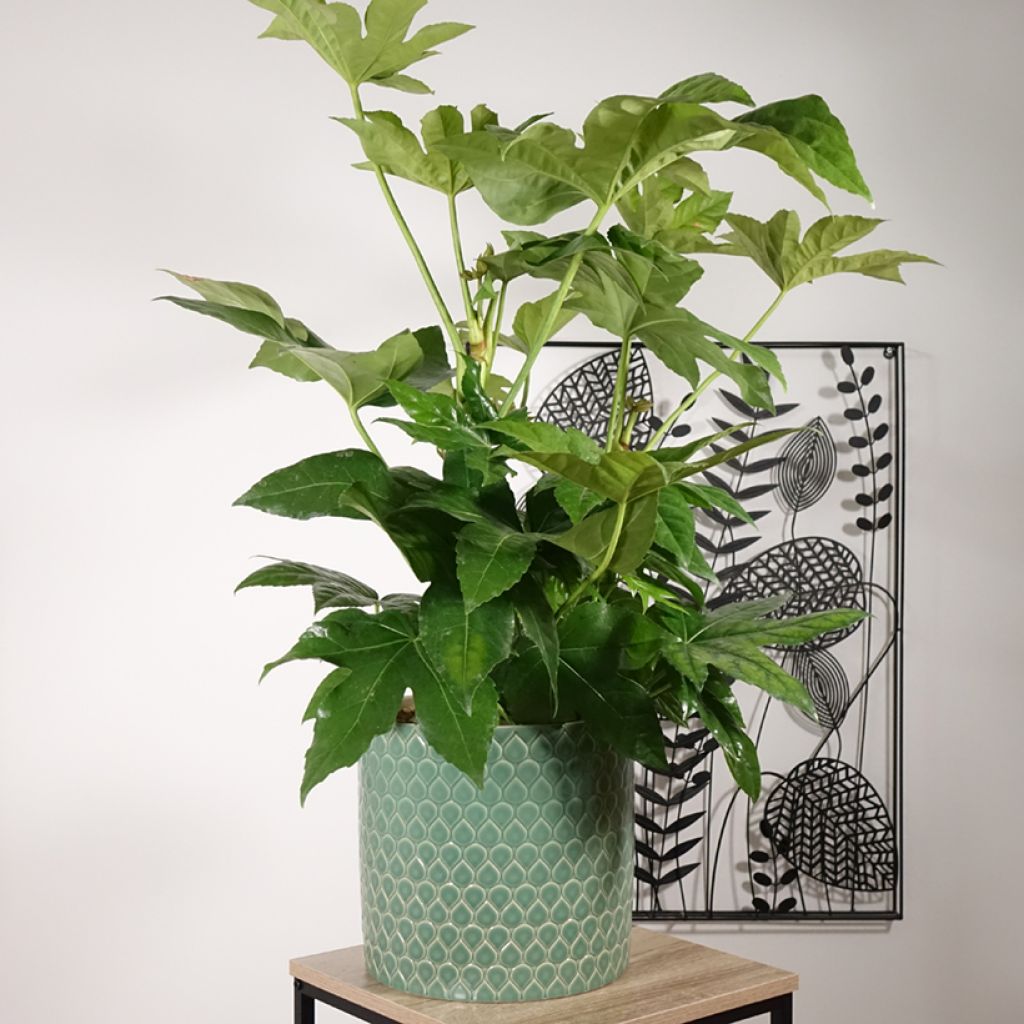 Fatsia japonica
