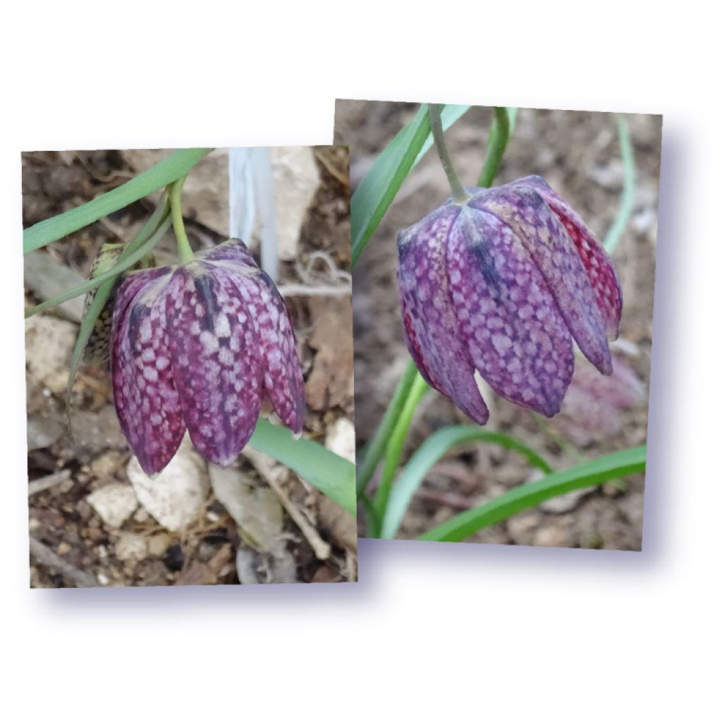 Fritillaria meleagris - Tablero de damas