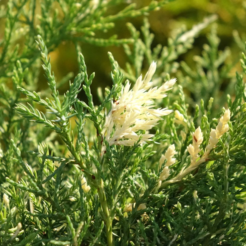 Juniperus pfitzeriana White Splash - Enebro híbrido