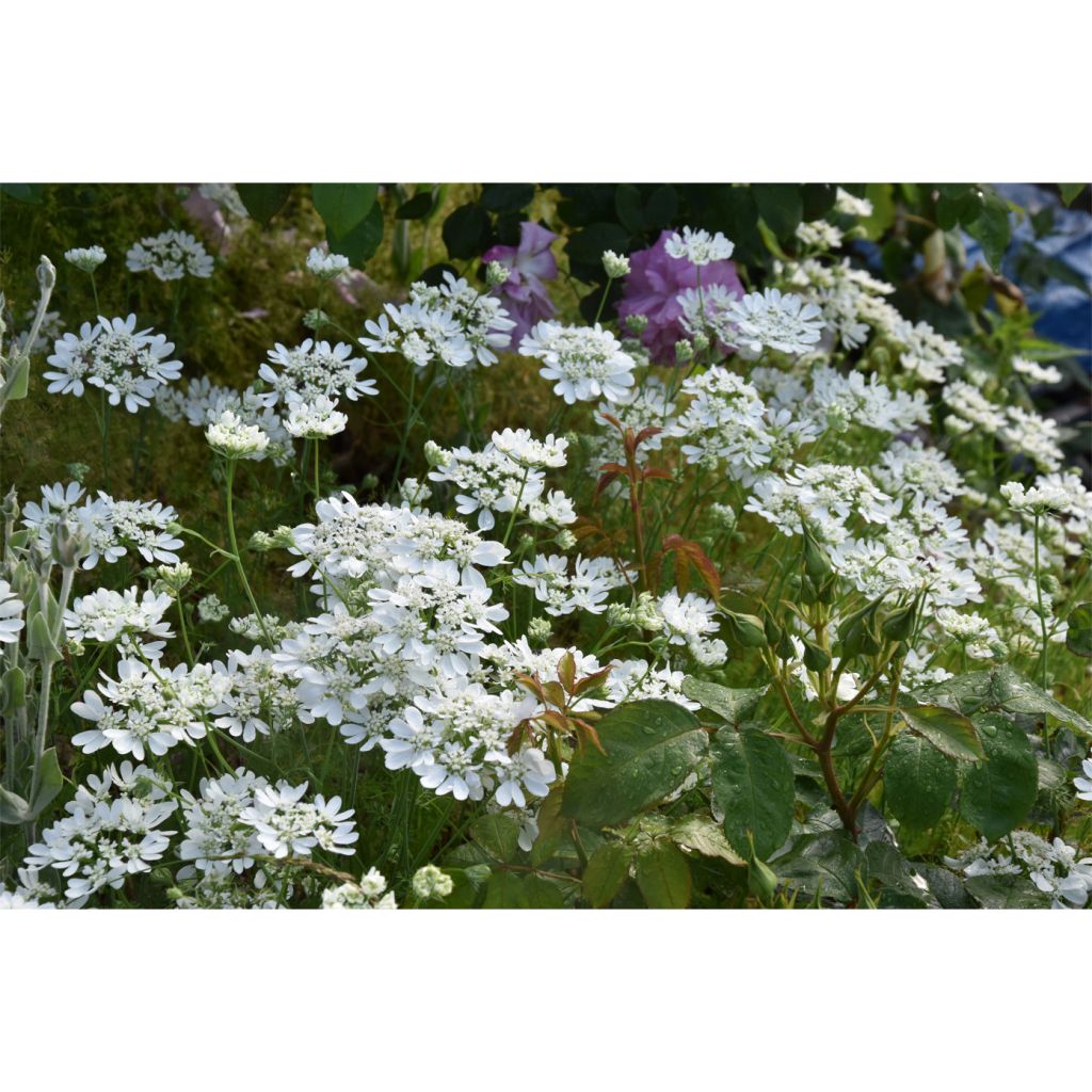 Orlaya grandiflora