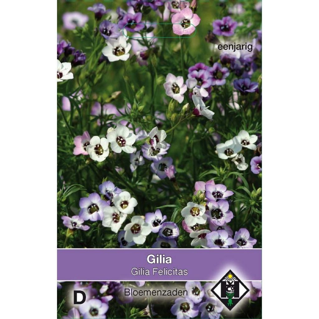 Gilia tricolor Felicitas - Ojos de pájaro