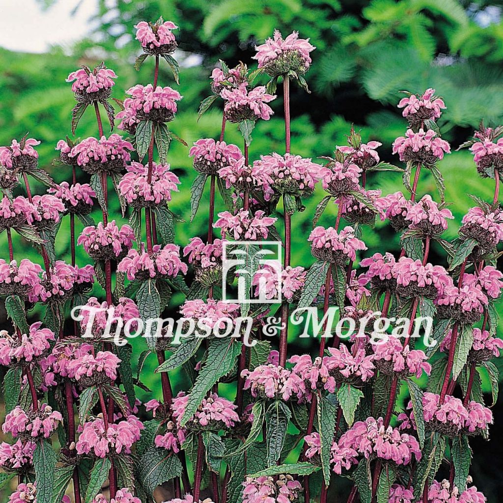 Phlomis tuberosa - Flomis