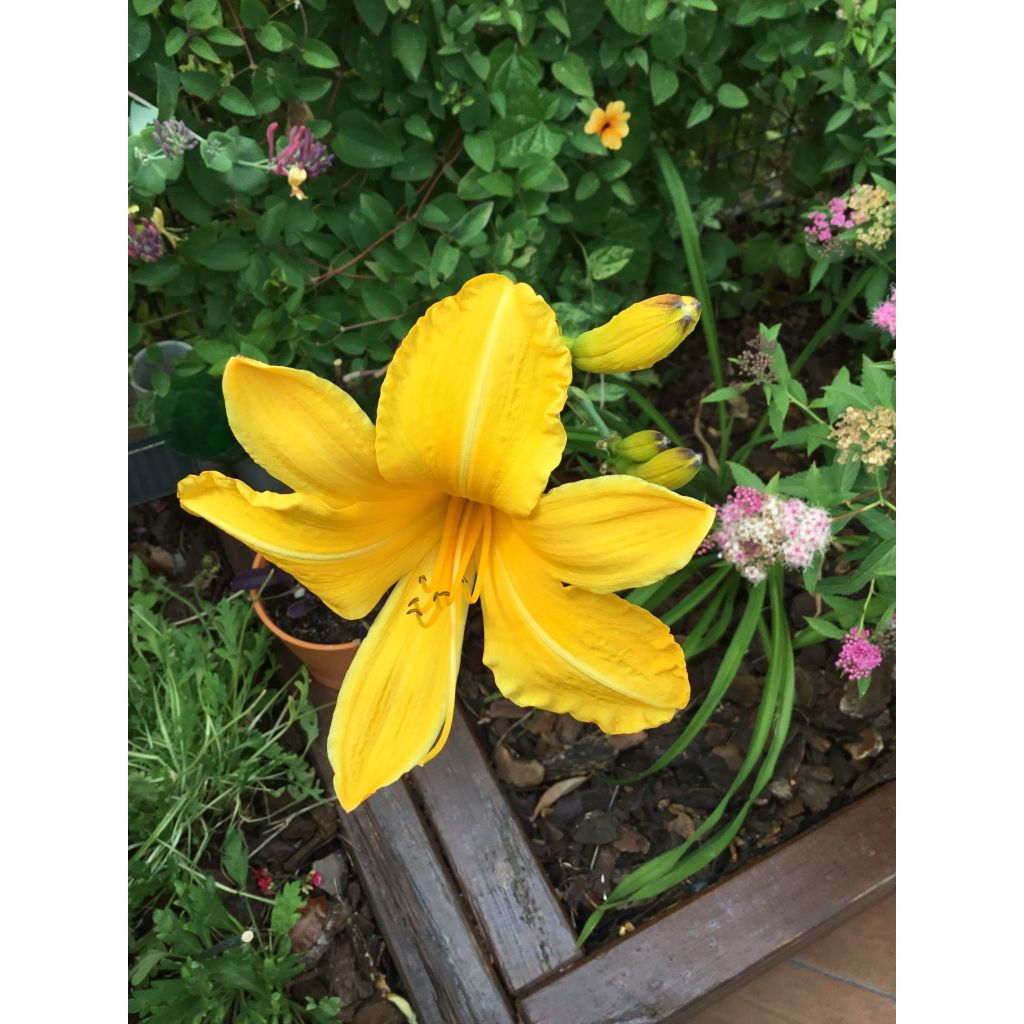 Hemerocallis Cartwheels