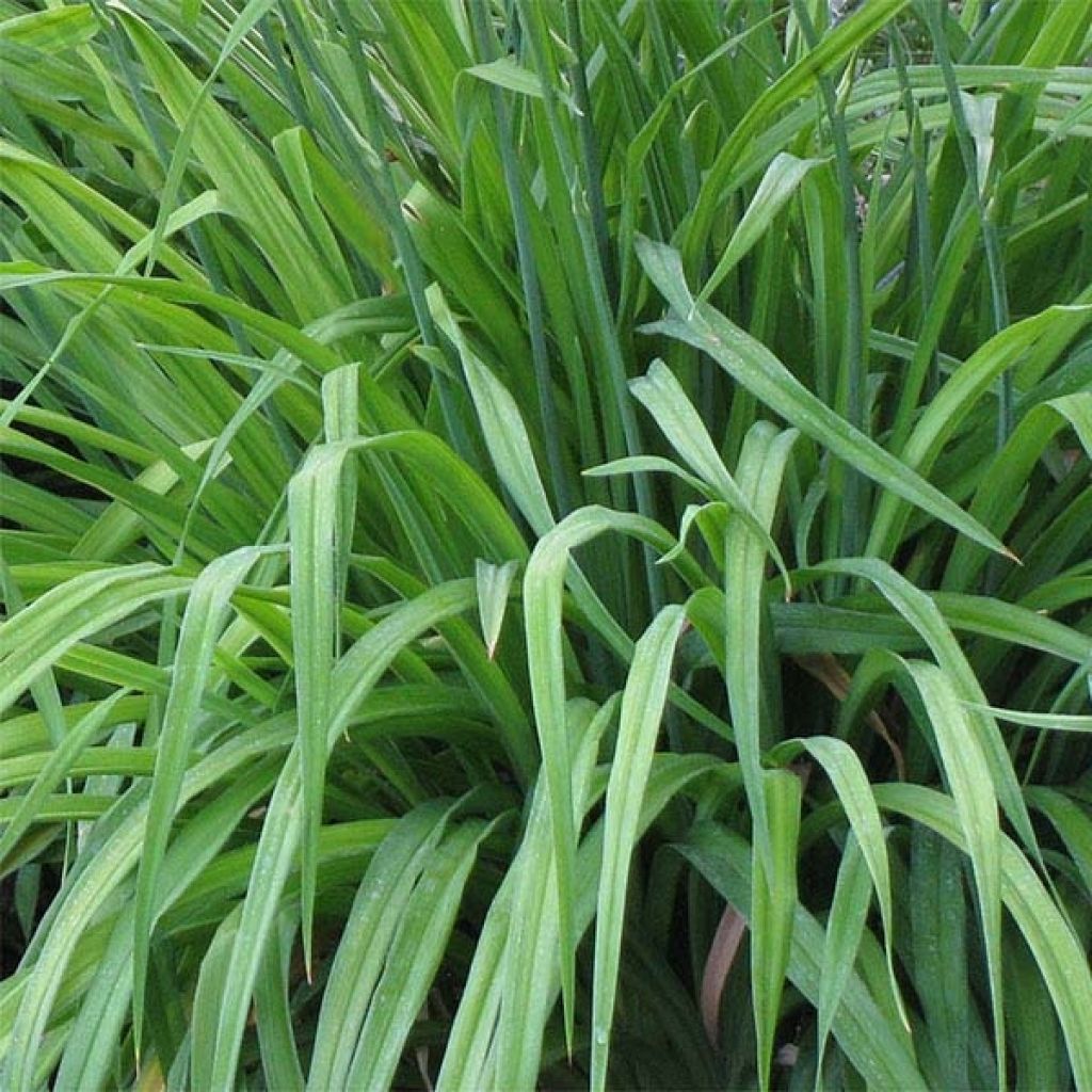 Hemerocallis Indian Giver