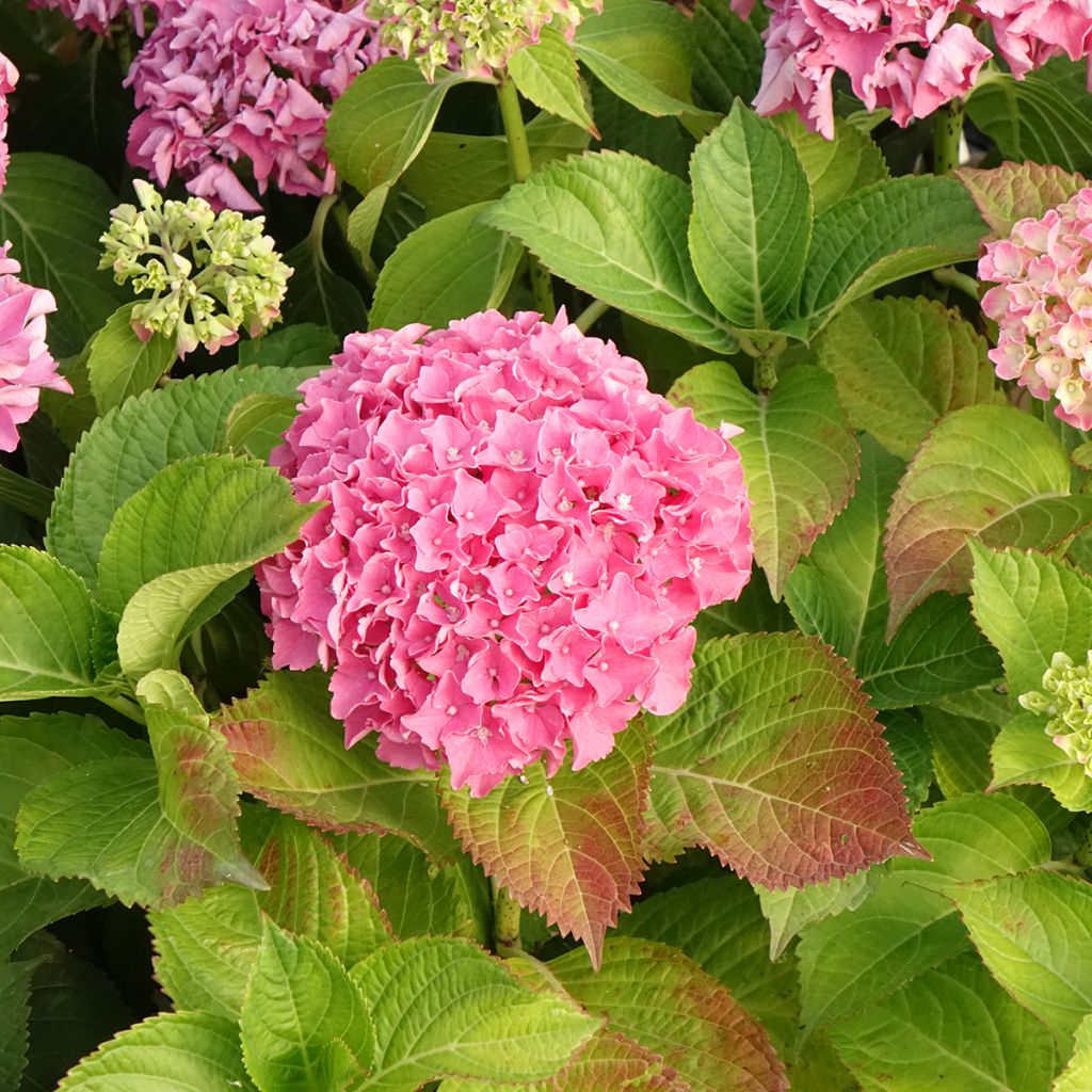 Hortensia macrophylla Beautensia Spike - Hydrangea