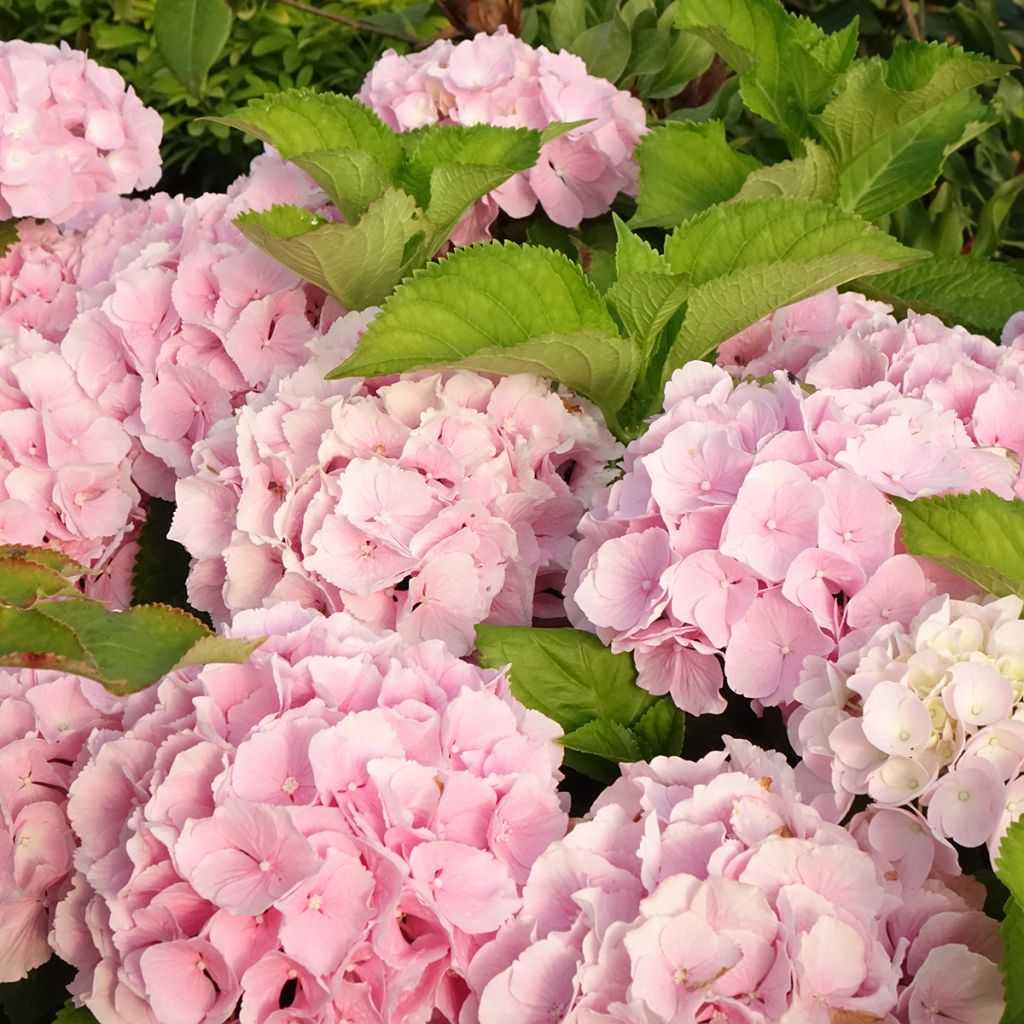 Hortensia macrophylla Everbloom Pink Wonder - Hydrangea