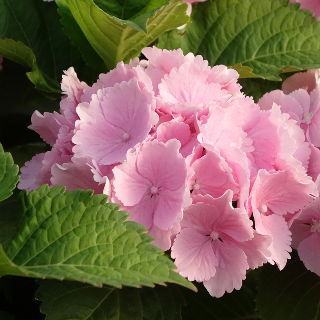 Hortensia macrophylla Everbloom Pink Wonder - Hydrangea
