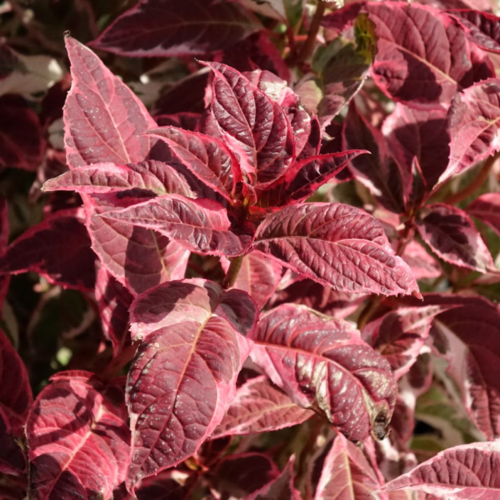 Hortensia serrata Euphoria Pink - Hydrangea