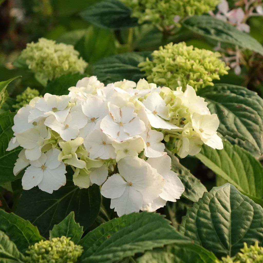 Hortensia serrata Impératrice Eugénie - Hydrangea