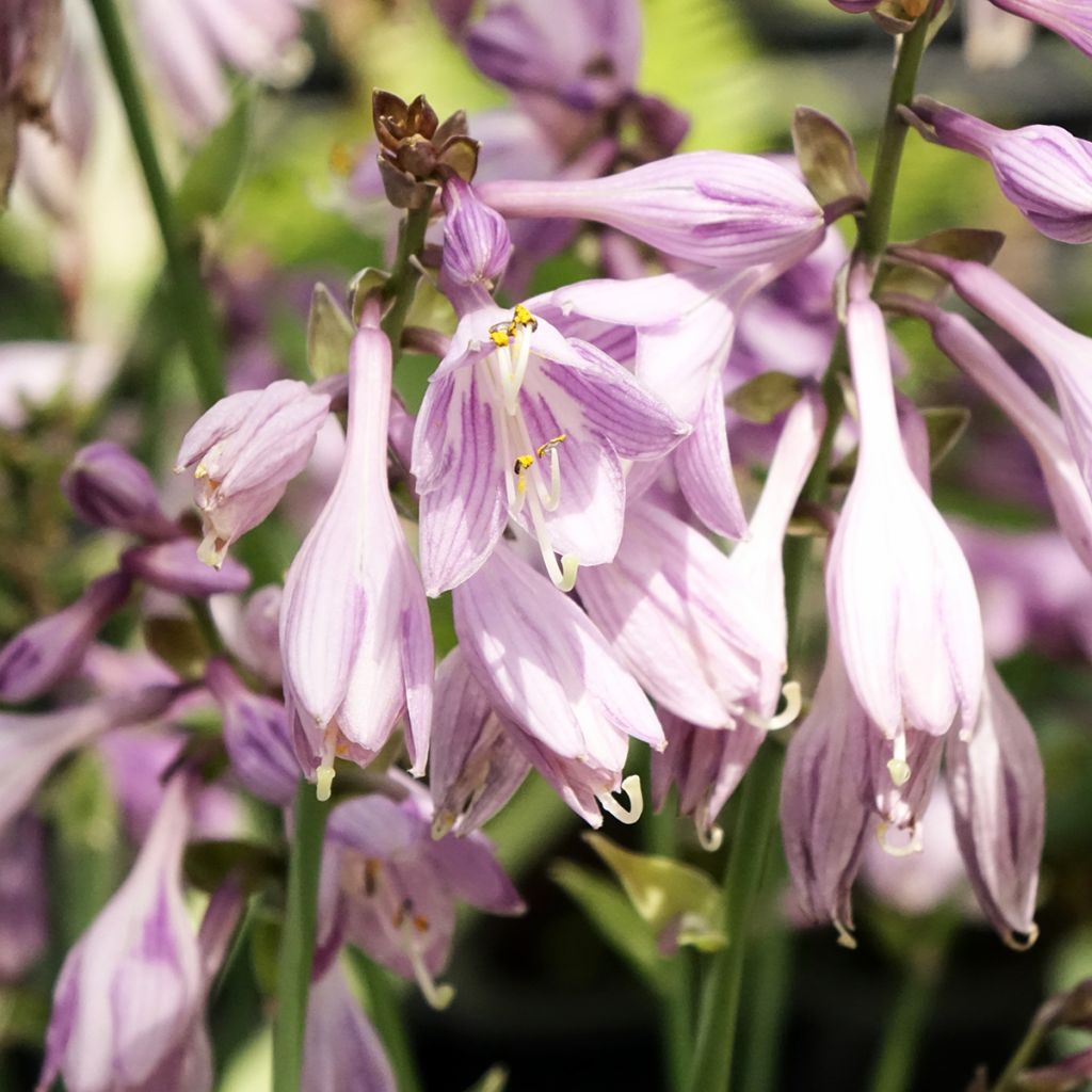 Hosta Hosta Blue Cadet