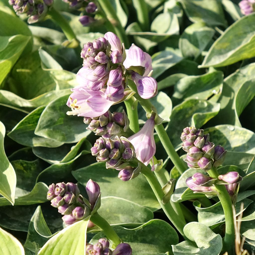 Hosta ventricosa
