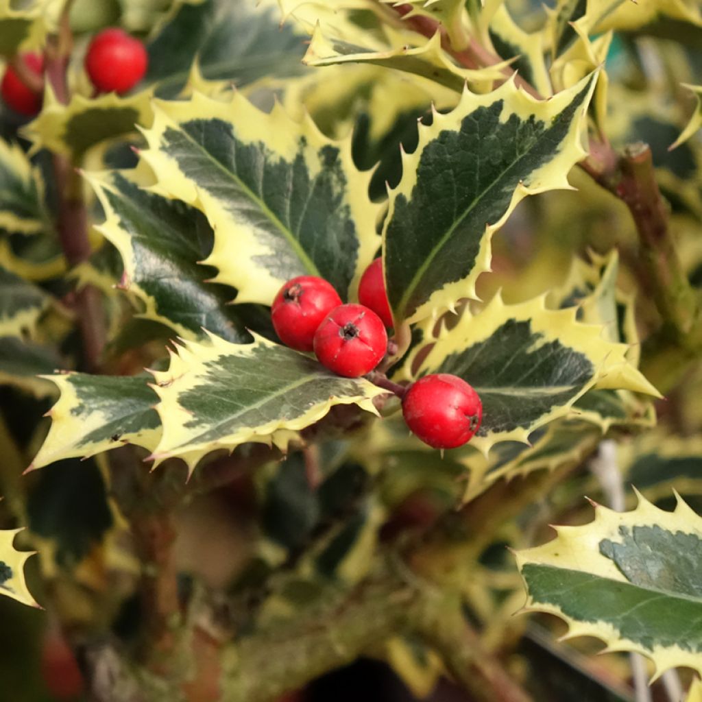 Ilex aquifolium Argenteomarginata - Acebo