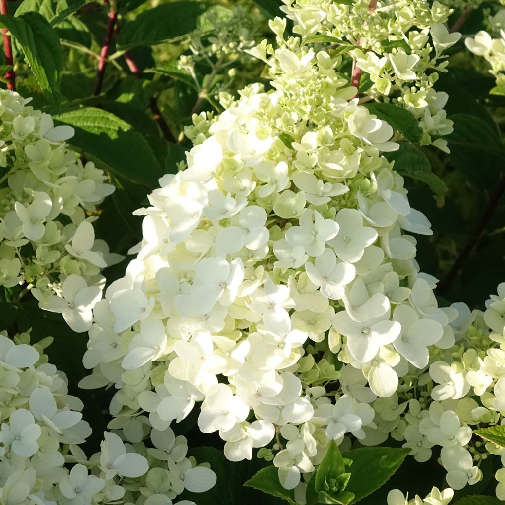 Hortensia paniculata Fire Light - Hydrangea paniculata