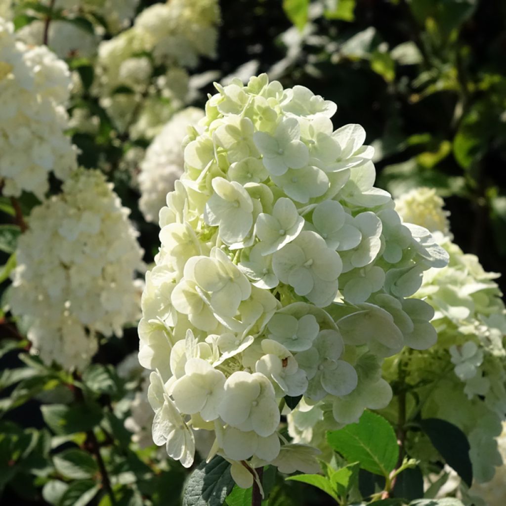 Hortensia paniculata Sundae Fraise - Hydrangea