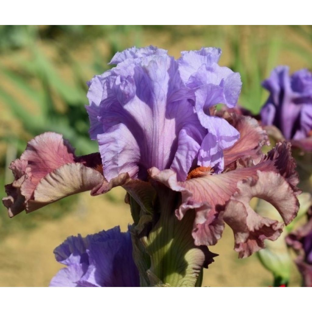 Iris germanica Adoranova