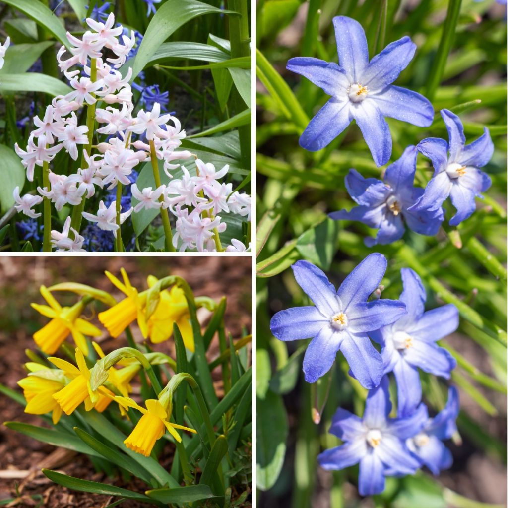 Inspiración pequeño bulbo de primavera con floración contrastada