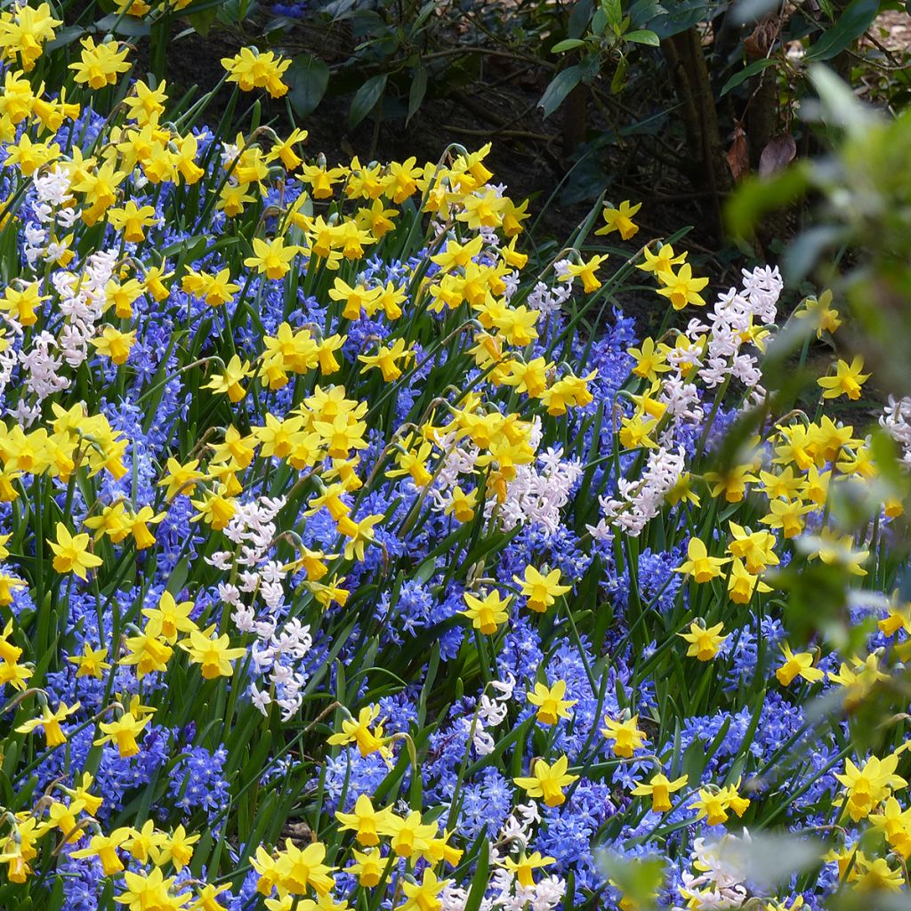 Inspiración pequeño bulbo de primavera con floración contrastada