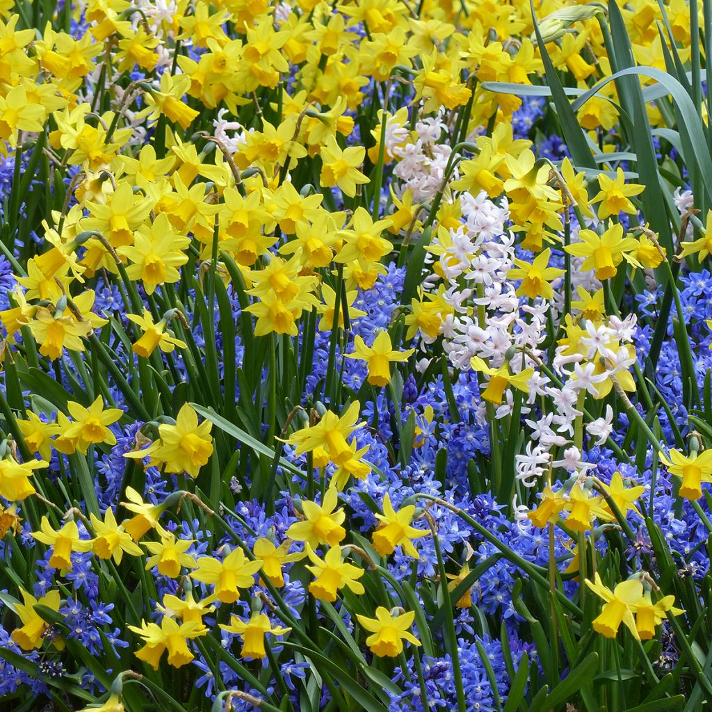 Inspiración pequeño bulbo de primavera con floración contrastada
