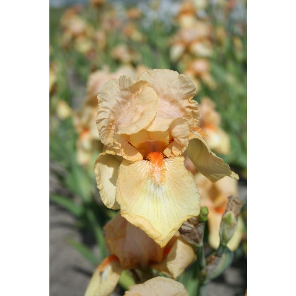 Iris germanica Skyfire