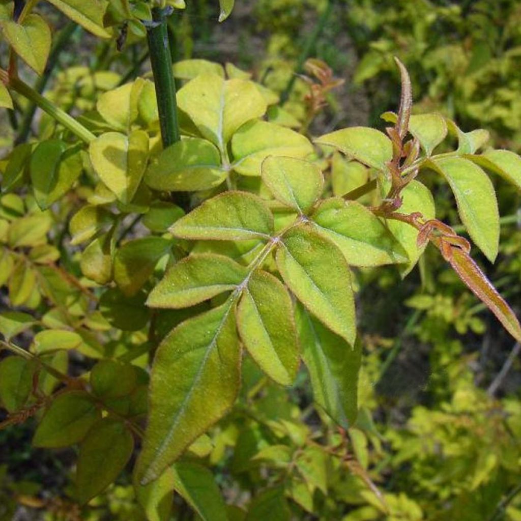 Jazmín común - Jasminum officinalis Aureum